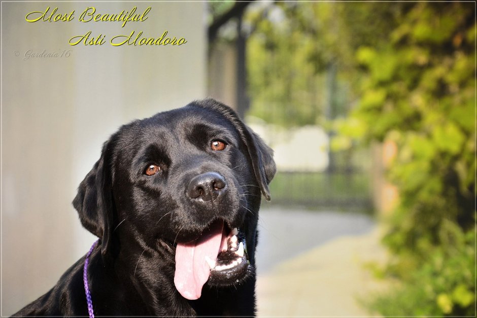 Лабрадор черный девочка
