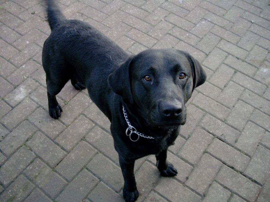 Американский лабрадор ретривер