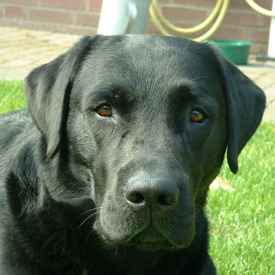 Лабрадор МСА 462-картина по номерам