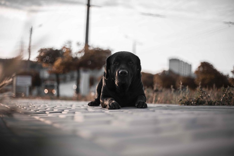Черный лабрадор черный лабрадор