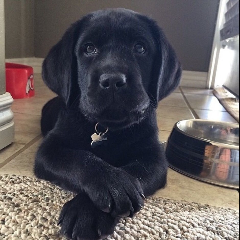 Американский лабрадор черный