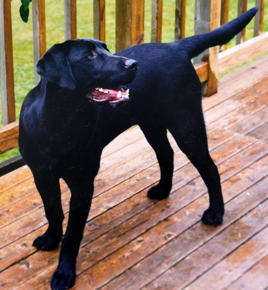 Американский черный лабрадор ретривер
