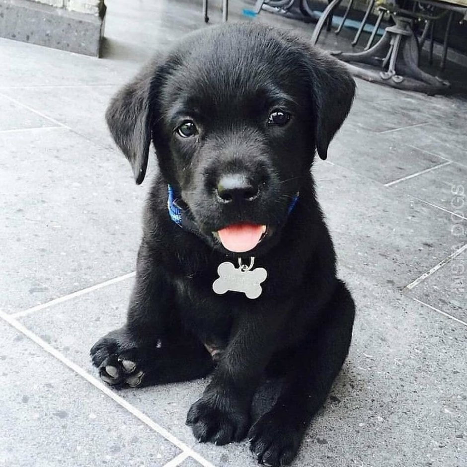Лабрадор ретривер черный щенок