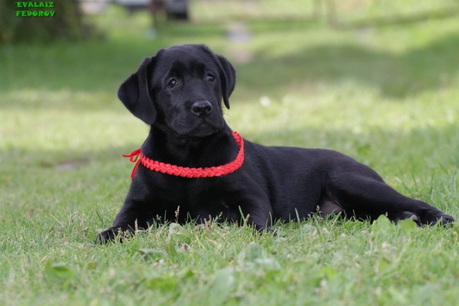 Американский лабрадор ретривер