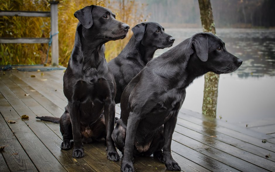 Лабрадор ретривер черный взрослый кобель