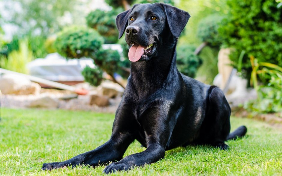 Лабрадор черный щенок