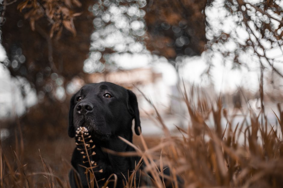 Лабрадор ретривер щенок