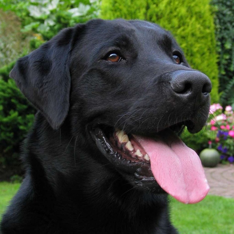 Ретривер черный короткошерстный бархатный