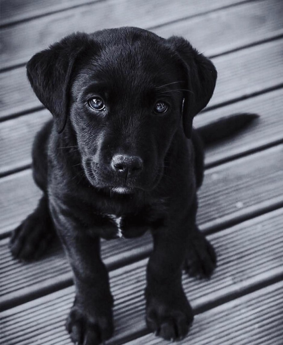 Британский чёрный лабрадор