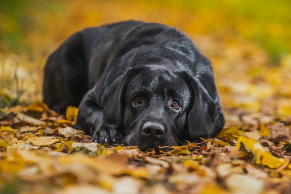Черные лабрадоры щенки Веселые