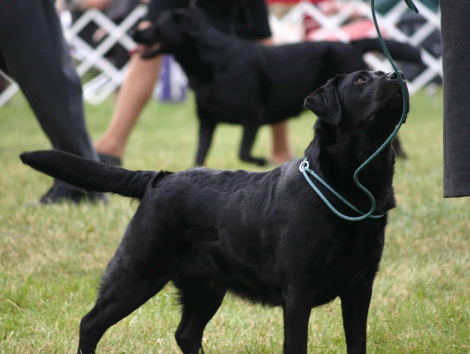 Лабрадор ретвилер окрас