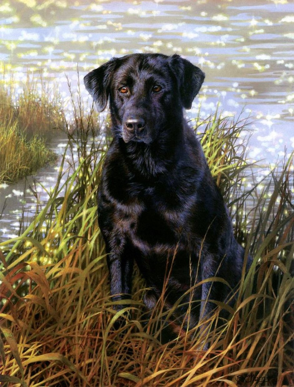 Лабрадор черный щенок