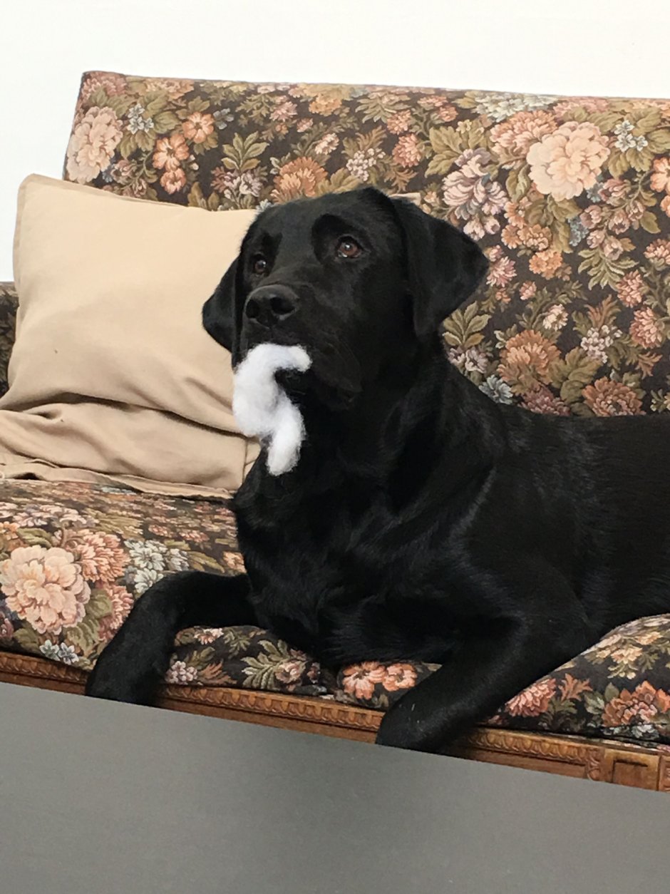 Лабрадор черный