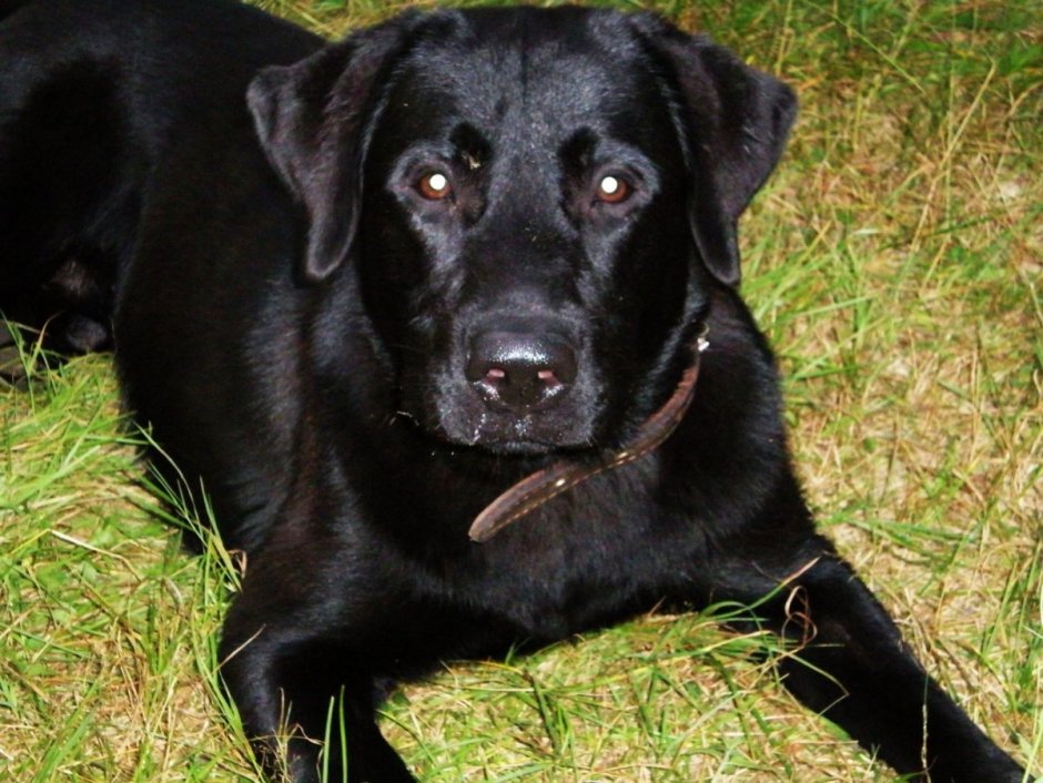 Лабрадор американский стандарт
