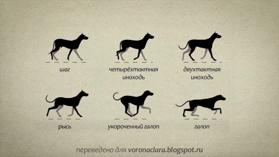 Шаг, Рысь, галоп и иноходь собаки