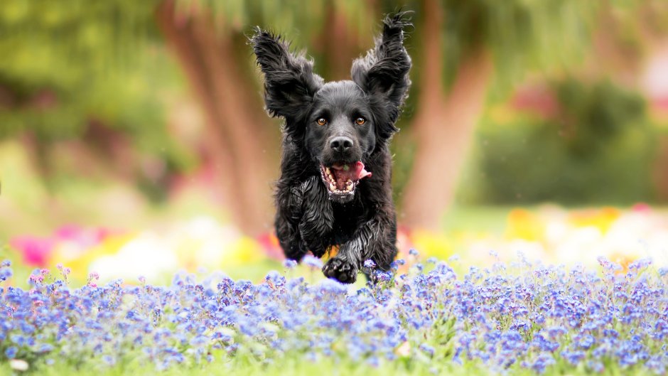 Собака бежит по полю