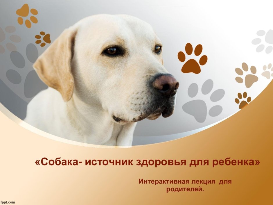 Акция помощи бездомным животным