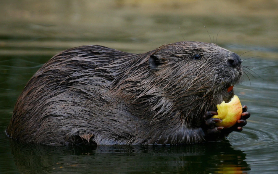 Канадский Бобр (Castor canadensis)