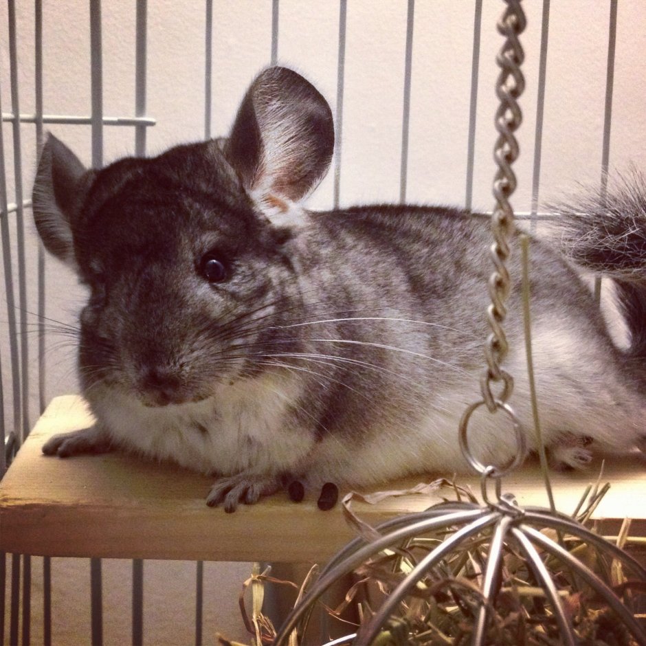 Pets шиншиллы