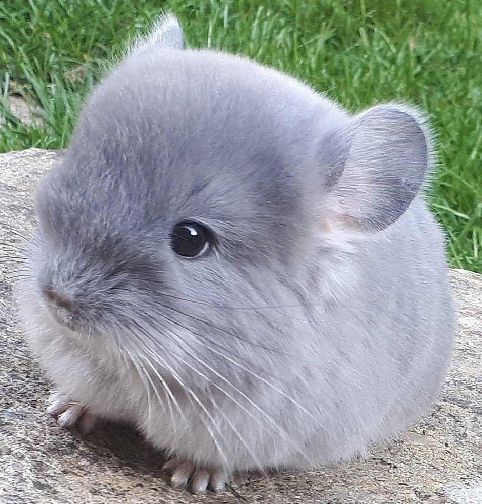 Шиншилла Беби
