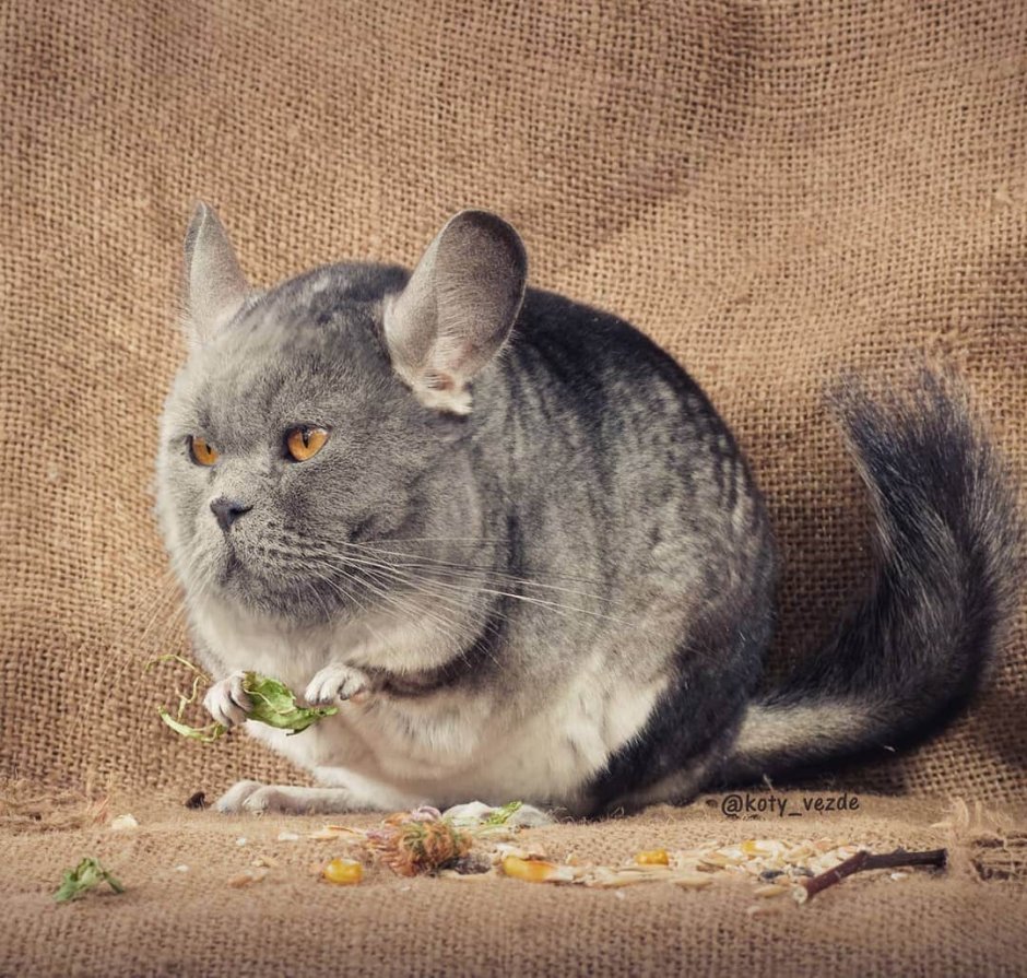Кошка с короной на голове