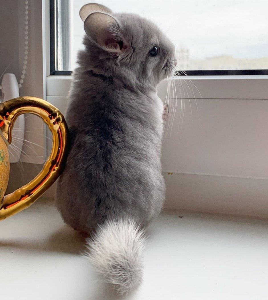 Шиншилла с боку