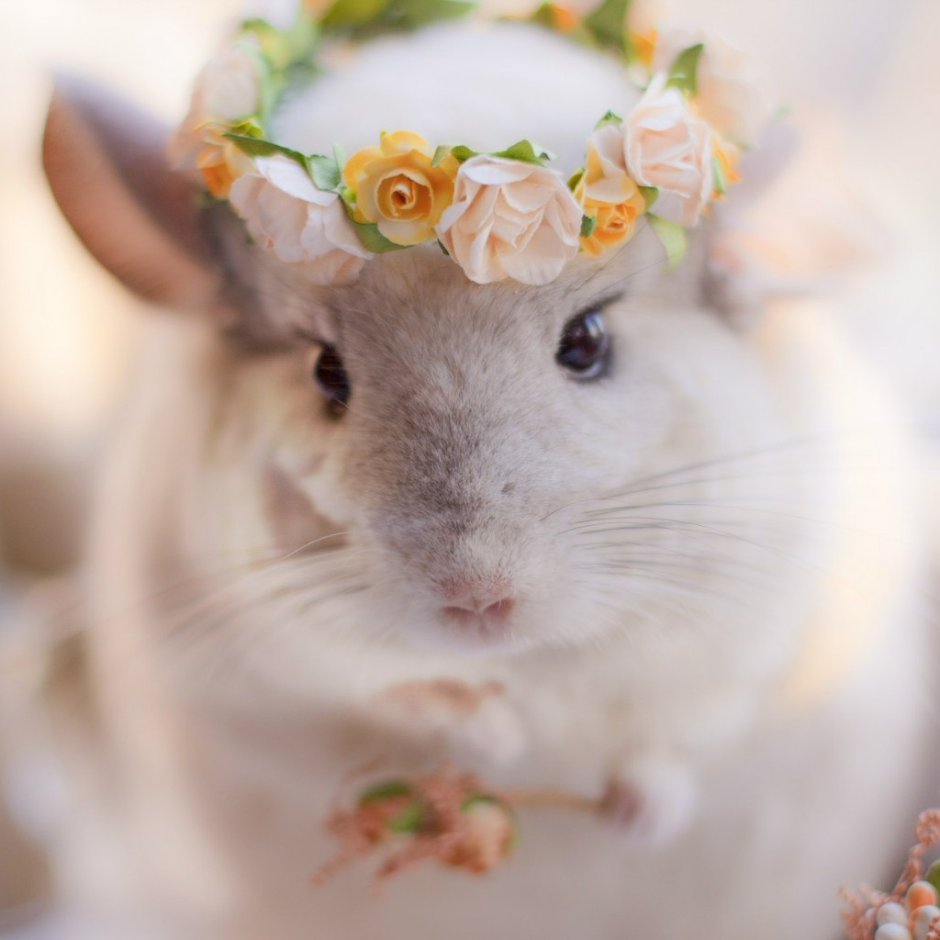 Шиншилла Эстетика