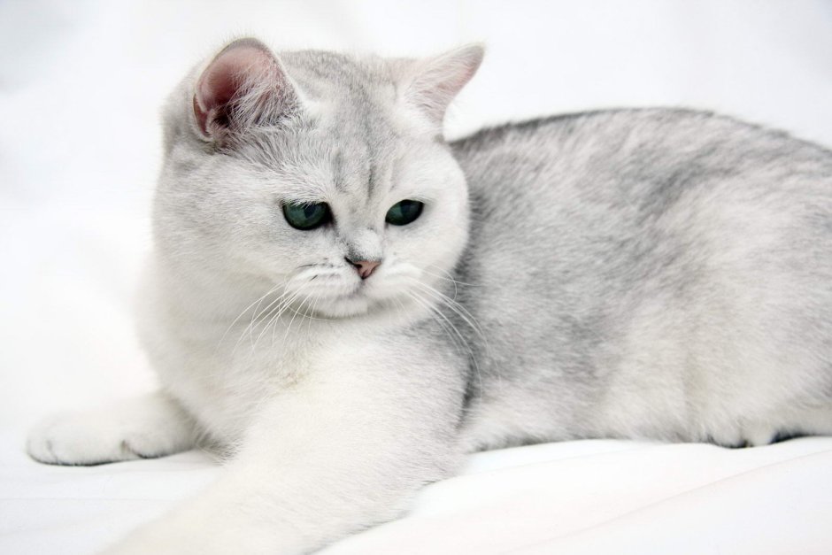 Австралийская шиншилла