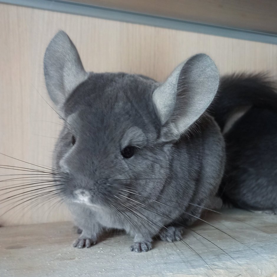 Chinchilla Coat RNB 2000s