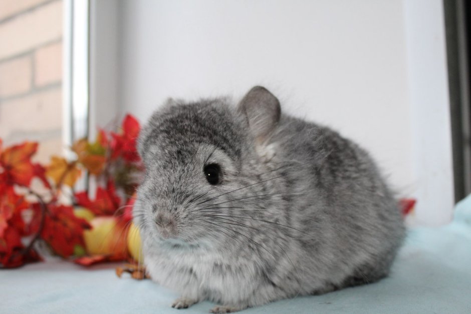 Королевская шиншилла