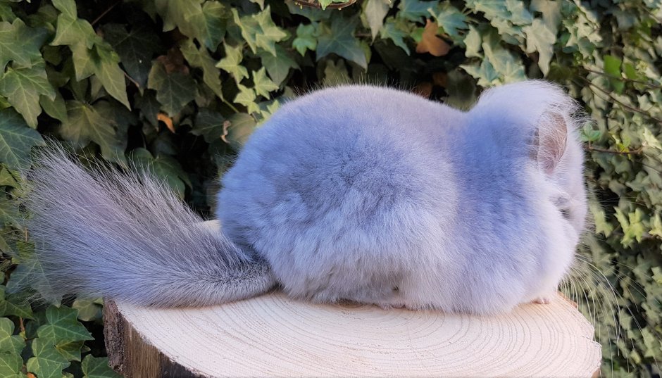 Королевская ангора шиншилла