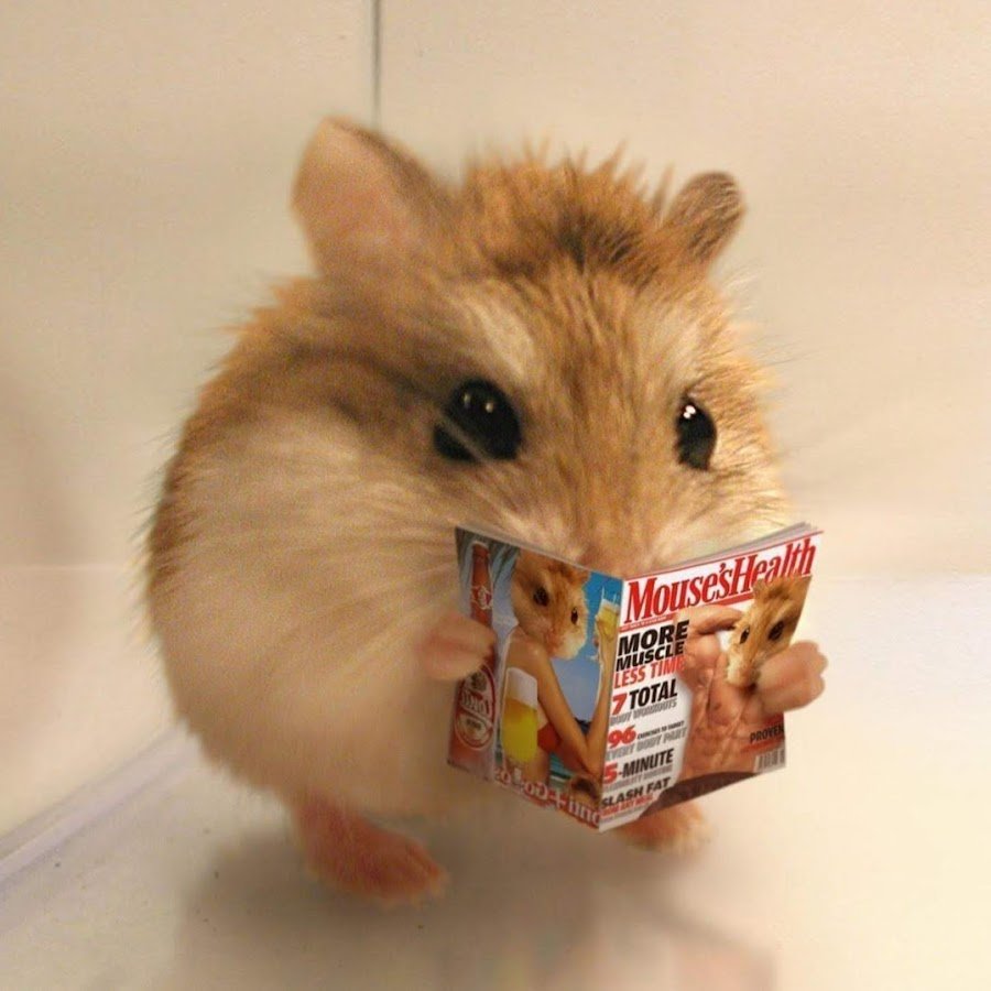 Сомалийский прыгунчик