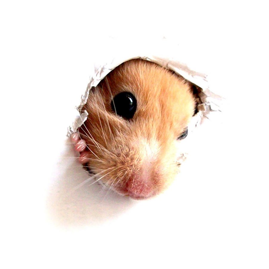 Ушастый тушканчик