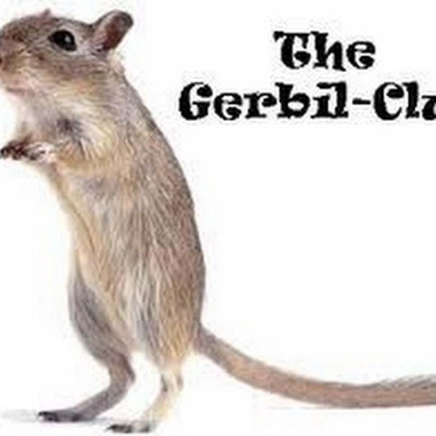 Тушканчик карликовый Гептнера