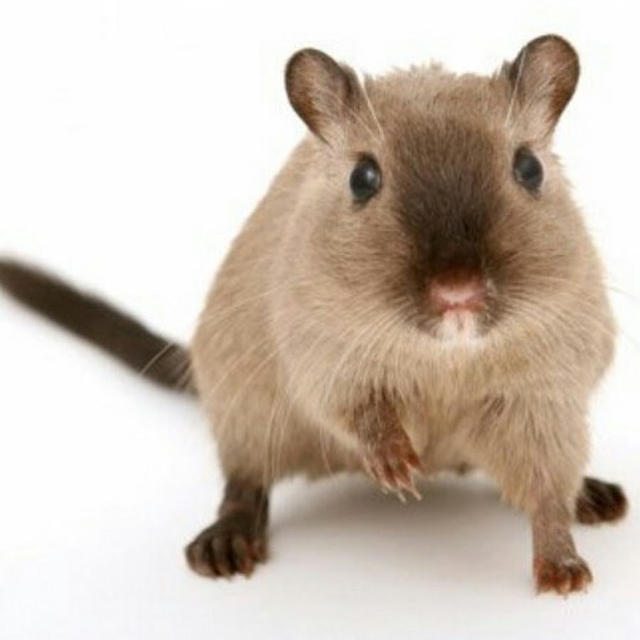 Австралийский карликовый поссум