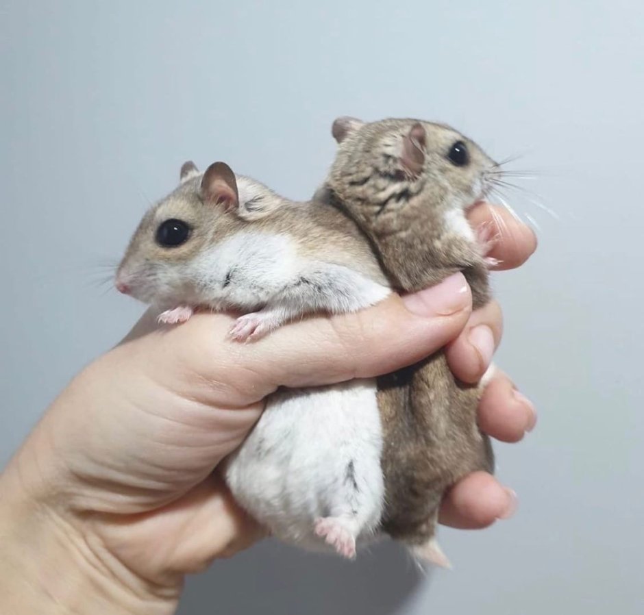 Порода хомяков 5 см Роборовского