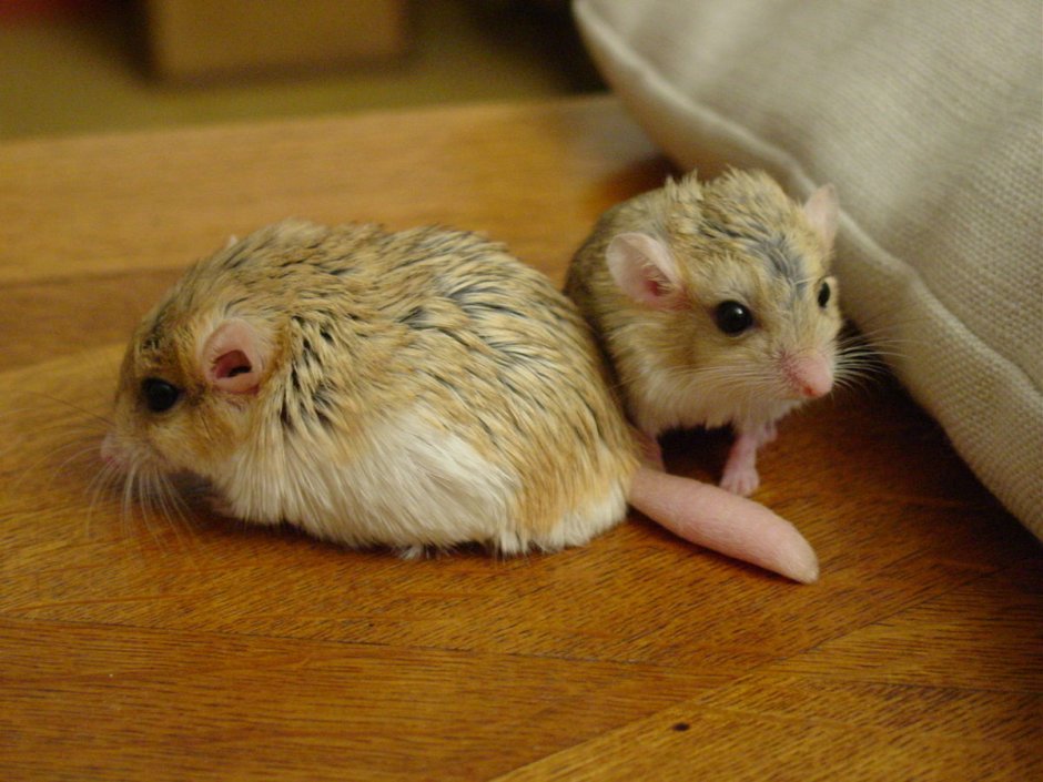 Китайский Длинноухий тушканчик