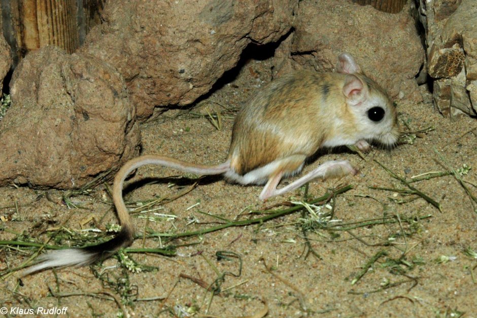 Карликовый хомяк Роборовского