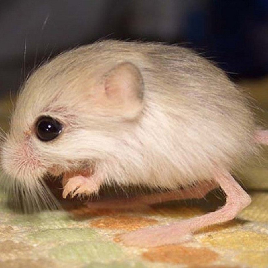 Короткоухий прыгунчик