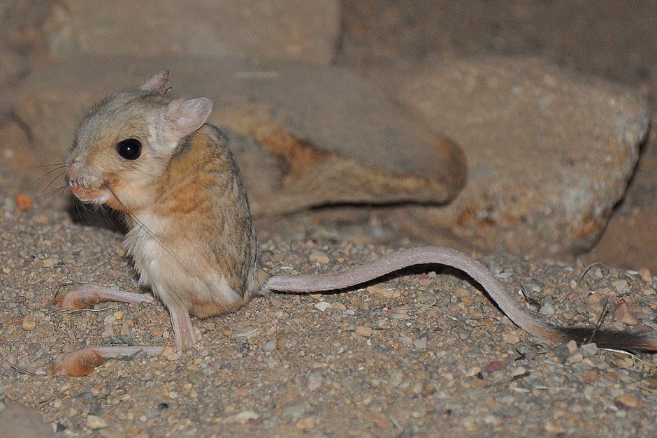 Лысый тушканчик