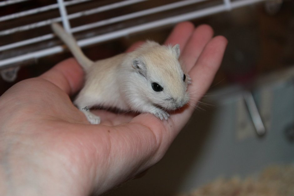 Необычные Грызуны