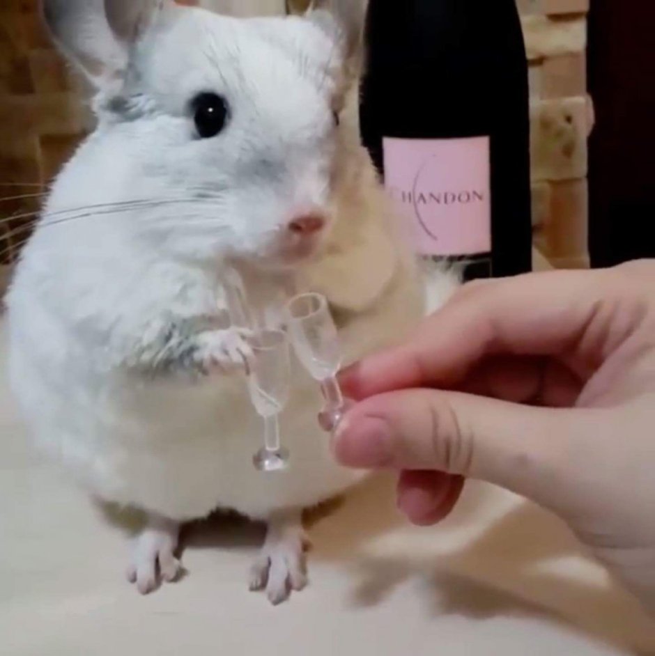 Трехпалые Крысиные кенгуру