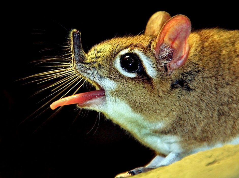 Кенгуровый прыгун Морро