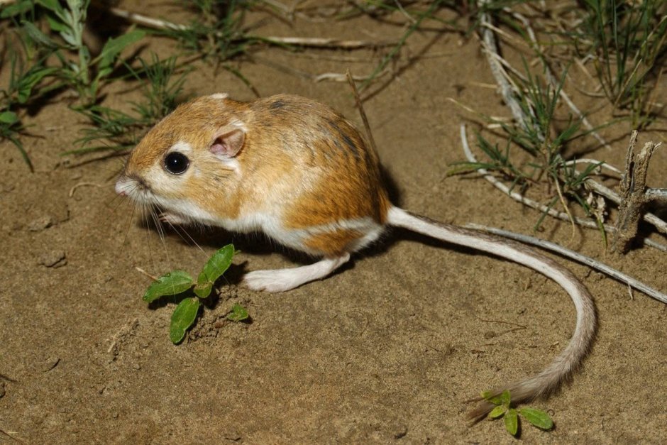 Крыса Песчанка декоративная