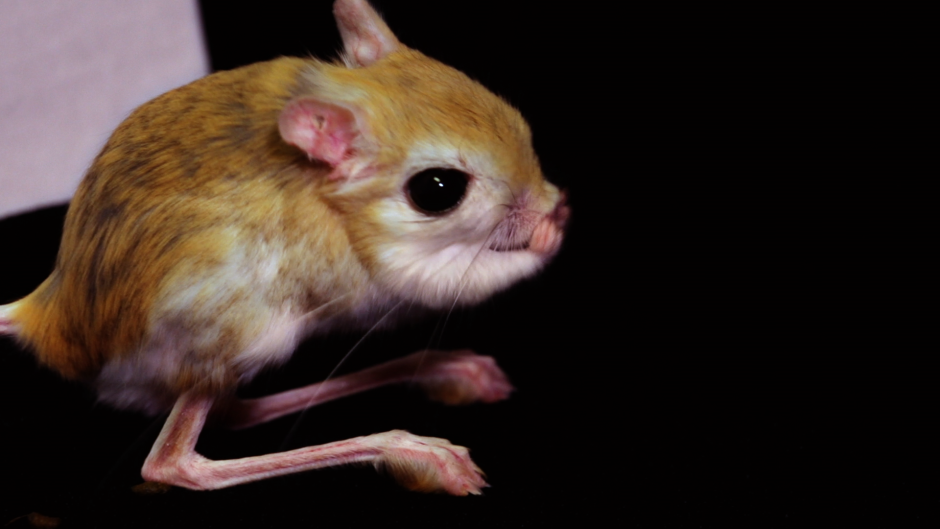 Австралийский карликовый опоссум