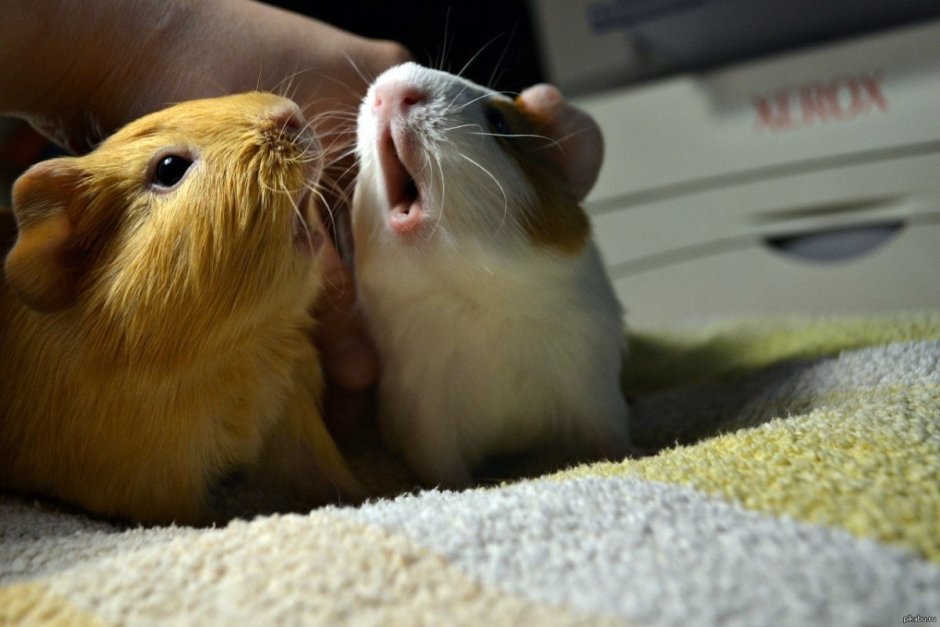 Тушканчик Земляной заяц