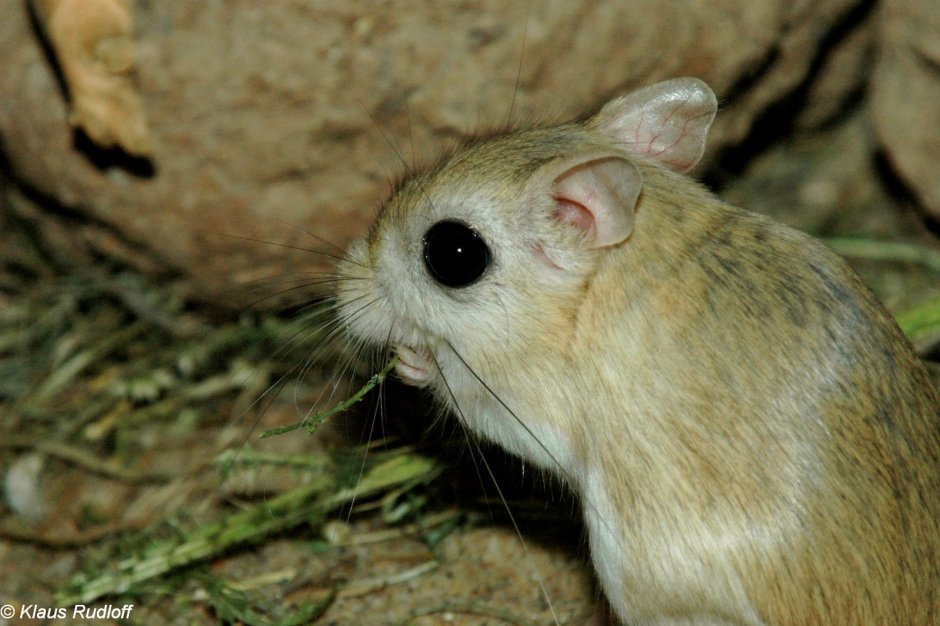 Маленькая орешниковая Соня