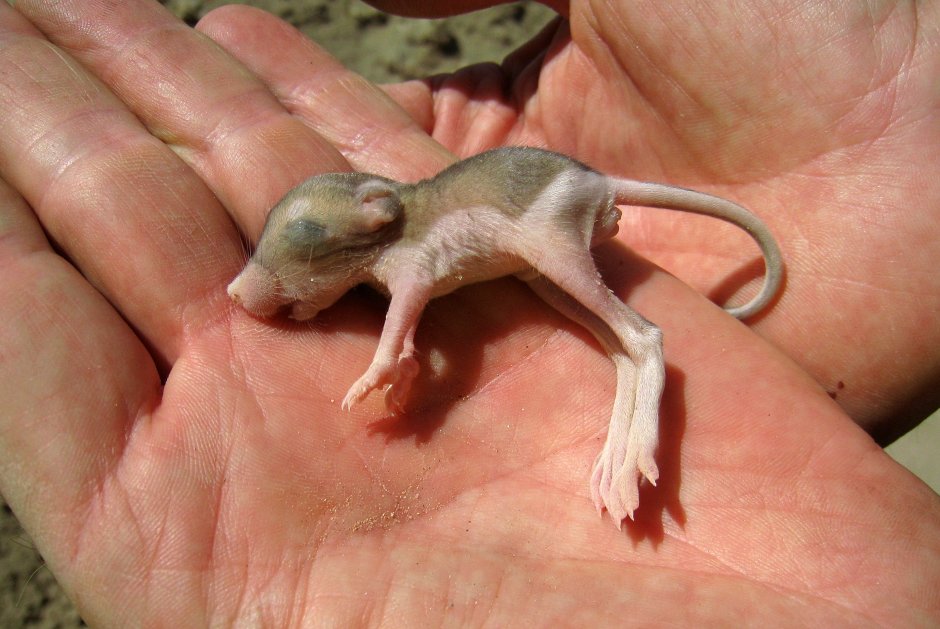 Влюбленные хомяки