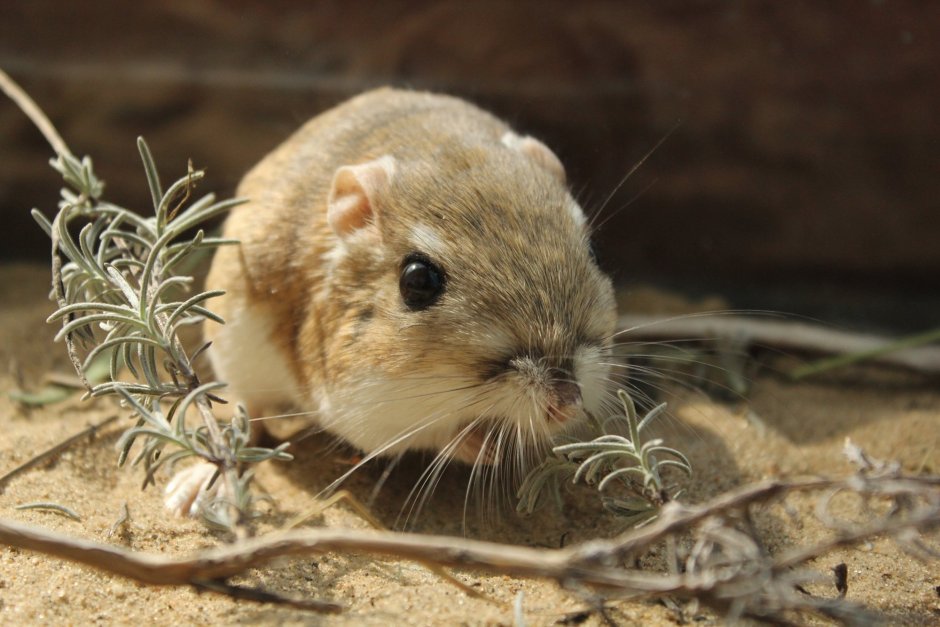 Карликовый тушканчик
