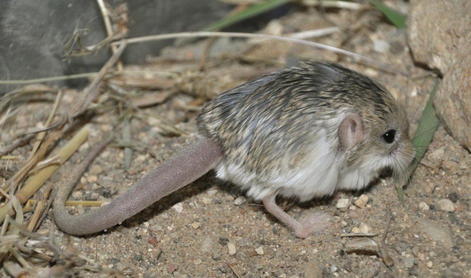 Карликовые песчанки